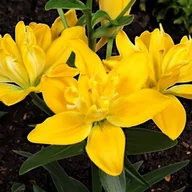 Nasiona i cebule - Lilia pełna LA Beverly Gold 1 szt. cebule cebulki lilii lilie - miniaturka - grafika 1