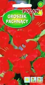 Nasiona i cebule - Groszek pachnący Cuthberstson czerwony 3 g POLAN - miniaturka - grafika 1