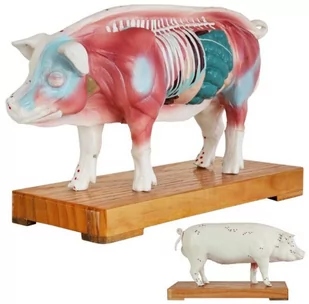 Model do akupunktury weterynaryjnej - ŚWINIA - dwustronna formuła - oznaczenie punktów akupunkturowych oraz mięśni i narządów wewnętrznych (D093) - Meble i wyposażenie gabinetów medycznych - miniaturka - grafika 1