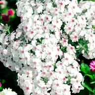 Nasiona i cebule - Phlox Płomyk Amazing Grace 1 szt. doniczka P9 - miniaturka - grafika 1