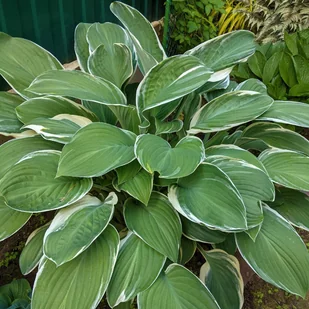Funkia 'Tom Schmid' (Hosta) Doniczka 2.0L Białe marginesy - Nasiona i cebule - miniaturka - grafika 1