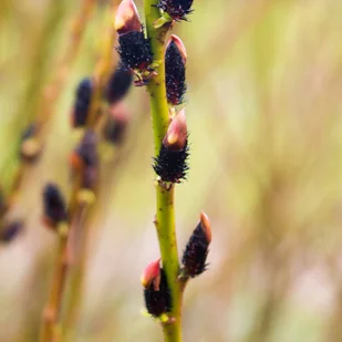 Wierzba 'Kurome' Czarne bazie (Salix gracilistyla) Doniczka 2.0L - Kwiaty doniczkowe - miniaturka - grafika 1