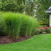 Nasiona i cebule - Miskant chiński 'Gracillimus' 1 szt. doniczka P9 - miniaturka - grafika 1