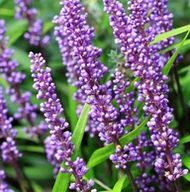 Nasiona i cebule - Liriope szafirkowata BIG BLUE Długie Kwiaty Sadzonki Bylin Wieloletnich P11 - miniaturka - grafika 1