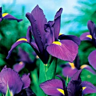 Nasiona i cebule - Irys Holenderski Purple Sensation 10 szt Kosaciec - miniaturka - grafika 1