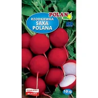 Nasiona i cebule - RZODKIEWKA SAXA POLANA 10G - miniaturka - grafika 1