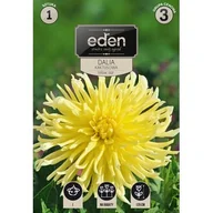 Nasiona i cebule - Dalia kaktusowa Yellow Star 1 sztuka Eden - miniaturka - grafika 1