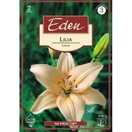 Nasiona i cebule - Lilia azjatycka Cannes 2 sztuki Eden - miniaturka - grafika 1