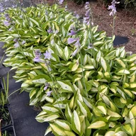 Nasiona i cebule - Funkia 'Striptease' (Hosta) P13 - miniaturka - grafika 1