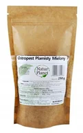 Zdrowa żywność - Natur Planet Ostropest Plamisty Mielony 250 g 3436443 - miniaturka - grafika 1