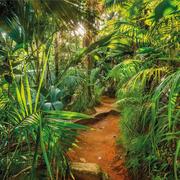 Tapety - Komar Fototapeta Jungle Trail, 368 x 254 cm - miniaturka - grafika 1