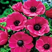 Nasiona i cebule - Anemon Zawilec Sylphide 10 szt cebulki anemonów - miniaturka - grafika 1