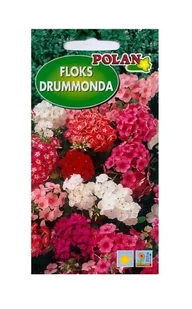 Floks Drummondii mieszanka 1 g POLAN - Nasiona i cebule - miniaturka - grafika 1