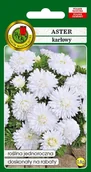 Nasiona i cebule - Aster karłowy biały 0,8 g PNOS - miniaturka - grafika 1