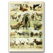 Plakaty - Plakat retro Nauka Adolphe Millot Mammal A3 - miniaturka - grafika 1