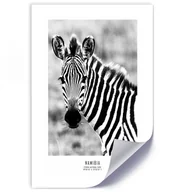 Plakaty - Plakat, Ciekawska zebra (Rozmiar 70x100) - miniaturka - grafika 1