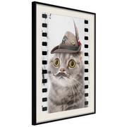 Plakaty - Plakat - Przebrany kot (rozmiar 40x60, wykończenie Rama złota z passe-partout) - miniaturka - grafika 1