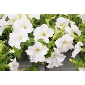 Kwiaty doniczkowe - Petunia Conchita Grande white - miniaturka - grafika 1