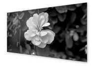 Dekoracje domu - Panel kuchenny HOMEPRINT Biały kwiat na rozmytym tle 140x70 cm - miniaturka - grafika 1