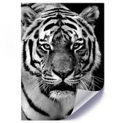 Plakaty - Plakat poster FEEBY, Tygrys Afryka Czarno Biały 70x100 - miniaturka - grafika 1