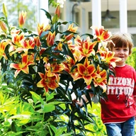 Nasiona i cebule - Lilia Drzewiasta Montego Bay 1 szt cebulki lilii - miniaturka - grafika 1