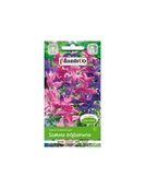 Nasiona i cebule - Plantico Szałwia trójbarwna mix - miniaturka - grafika 1