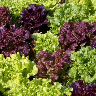 Sałata MIX odmian NEW Lactuca sativa L. - Nasiona i cebule - miniaturka - grafika 1