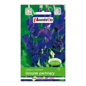 Nasiona i cebule - Groszek pachnący granatowy - miniaturka - grafika 1