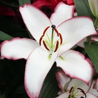 Nasiona i cebule - Lilia orientalna The Edge 1 szt. cebule cebulki lilii lilie - miniaturka - grafika 1