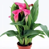 Nasiona i cebule - Zantedeschia Kalla Kalia Captain Samba 1 szt. cebule cebulki - miniaturka - grafika 1