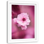 Plakaty - Obraz w ramie białej FEEBY, Kwiat Wiśni Różowy Natura 60x90 - miniaturka - grafika 1