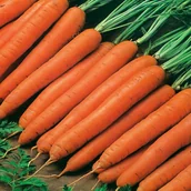 Nasiona i cebule - Marchew Nantaise 2 BIO nasiona marchwi warzyw - miniaturka - grafika 1