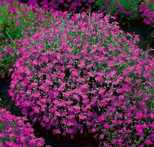 Legutko sp. z o.o Nasiona Lobelia przylądkowa, Stroiczka, 0,1g - Nasiona i cebule - miniaturka - grafika 1