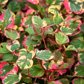 Nasiona i cebule - Pstrolistka sercowata 'Chameleon' (Houttuynia cordata) Doniczka 1.0L - miniaturka - grafika 1