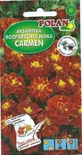 Nasiona i cebule - Aksamitka niska pełna Carmen 1 g POLAN - miniaturka - grafika 1
