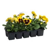 Kwiaty doniczkowe - Bratek Viola Cornuta 10-pak - miniaturka - grafika 1