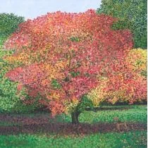 Susan Entwistle Susan Entwistle Karnet z kopertą Klon palmowy 441335 - Kartki okolicznościowe i zaproszenia - miniaturka - grafika 2