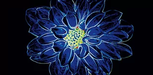 Opoczno Fluorescent Flower Dekor 29,7x60 Niebieski Poler - Płytki ceramiczne - miniaturka - grafika 2