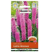 Nasiona i cebule - LIATRA KŁOSOWA RÓŻOWO-FIOLETOWA nasiona Plantico 0,5g - Liatris spicata - miniaturka - grafika 1