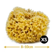 Inne akcesoria do pielęgnacji dzieci - Gąbka do kąpieli - naturalna morska - rozmiar MINI 8-10 cm - miniaturka - grafika 1