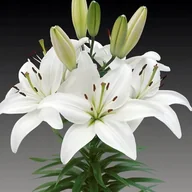 Nasiona i cebule - Lilia azjatycka Canova XL (18/20) 1 szt. - miniaturka - grafika 1