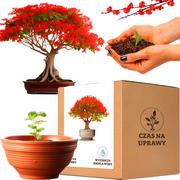 Nasiona i cebule - Zestaw do uprawy Płomień Afryki drzewko Bonsai duża doniczka - miniaturka - grafika 1