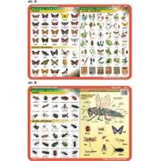 Podkładki na biurko - Nieprzypisany Podkładka edukacyjna Motyle owady szkodniki owady VISA002 - miniaturka - grafika 1