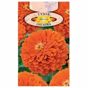 Nasiona i cebule - CYNIA DALIOWA POMARAŃCZOWA NASIONA KWIATÓW ROŚLIN OZDOBNYCH p. 2H59 - miniaturka - grafika 1