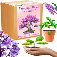 Nasiona i cebule - Prezent na DZIEŃ MATKI Drzewko Szczęścia Paulownia Cesarska Bonsai ZESTAW - miniaturka - grafika 1