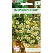 Nasiona i cebule - Rumianek pospolity W.Legutko - miniaturka - grafika 1