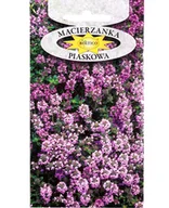 Nasiona i cebule - MACIERZANKA PIASKOWA pachnąca bylina NASIONA kwiatów ROŚLIN OZDOBNYCH p. 2H97; 4H97; - miniaturka - grafika 1