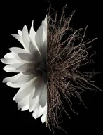 Wody i perfumy damskie - GIVENCHY L'interdit HAIR MIST spray 35ml - miniaturka - grafika 1