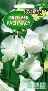 Groszek pachnący biały 3 g POLAN - Nasiona i cebule - miniaturka - grafika 1