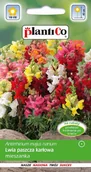 Nasiona i cebule - Plantico Lwia paszcza niska mix - miniaturka - grafika 1